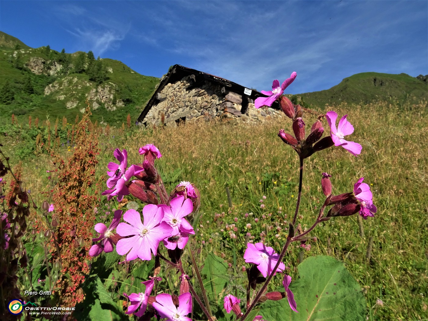 10 Sul sent. 116 Silene dioica alla Casera dei Sessi.JPG